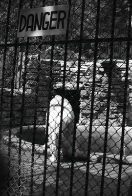 Ours blanc dans un zoo