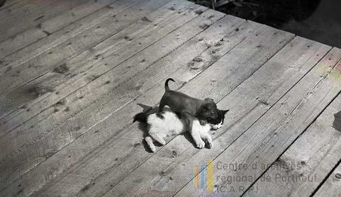 Original Document numérique not accessible