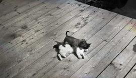 Lac Sept-Îles - Animaux