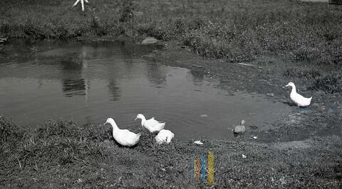 Original Document numérique not accessible