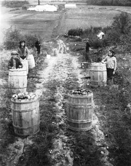 Le temps de la récolte de pommes