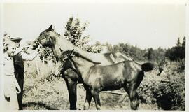 Fortunat Vohl et Berthe Petitclerc avec des chevaux