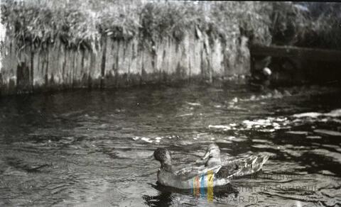 Original Document numérique not accessible