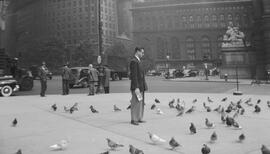 Pigeon - Voyage