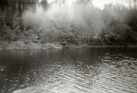 Orignal en bordure du lac