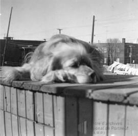 Zita le chien couché sur le balcon