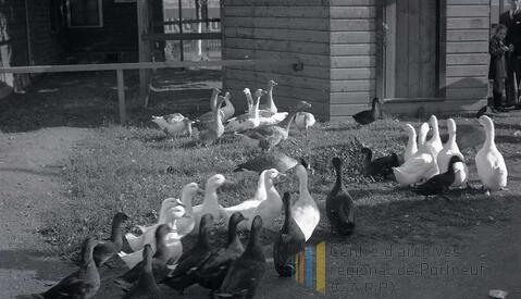 Original Document numérique not accessible