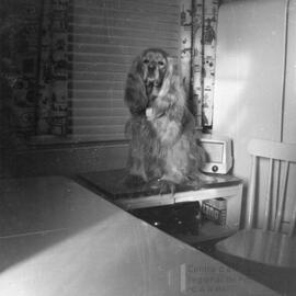 Zita le chien sur la table
