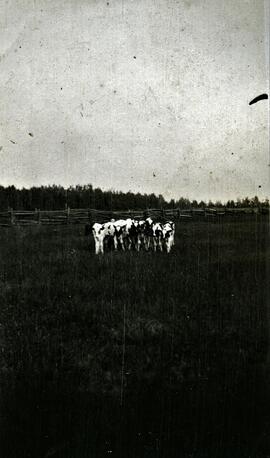 Vaches dans un champ