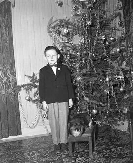 Communiant chien sapin Noël