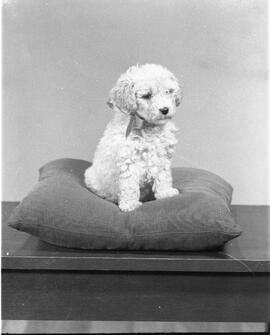 Larrivée, Mme Sylvain - Chien de