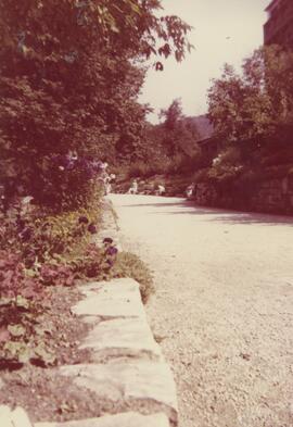 Chemin entouré d'arbres