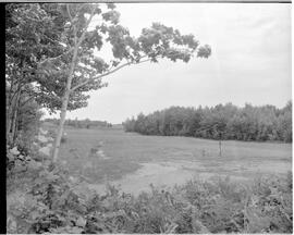 Club de golf des Pins