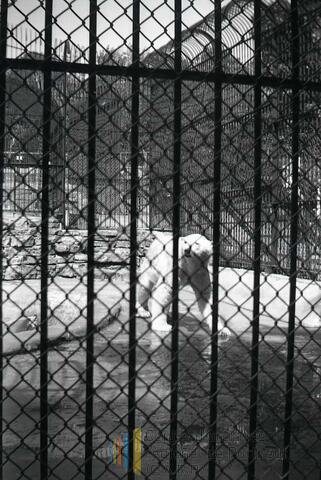 Original Document numérique not accessible