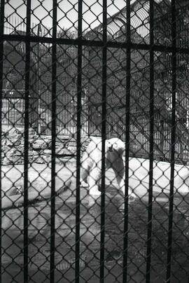 Ours blanc de face dans un zoo