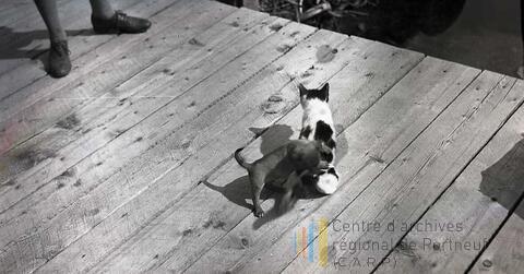 Original Document numérique not accessible