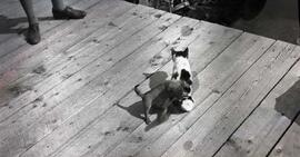 Lac Sept-Îles - Animaux