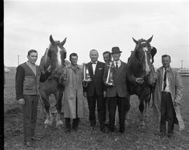 Tir de chevaux