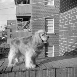 Zita le chien dehors sur le balcon