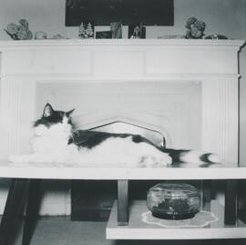 Chat allongé sur une table