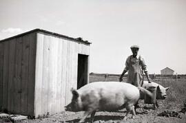 Simard Omer nourrissant ses deux cochons