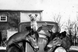 Un chien et deux cerfs sur une voiture