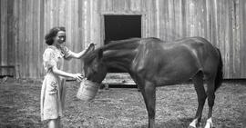 Vachon Irène nourrissant un cheval