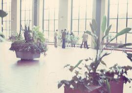 Plante