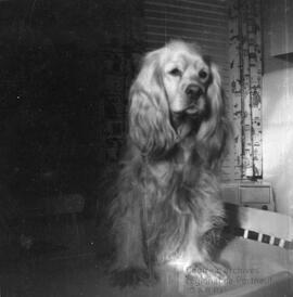 Zita le chien sur la table