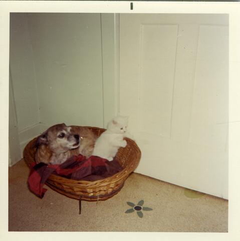 Original Document numérique not accessible