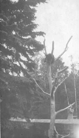 Ours au sommet d’un arbre sans feuilles