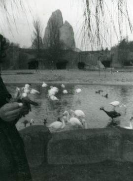 Cygnes au zoo de Vincennes