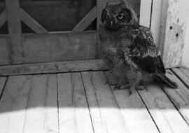 Un hibou