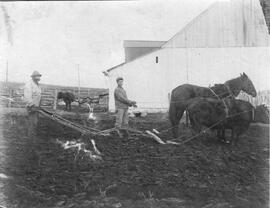 Labourer avec des chevaux