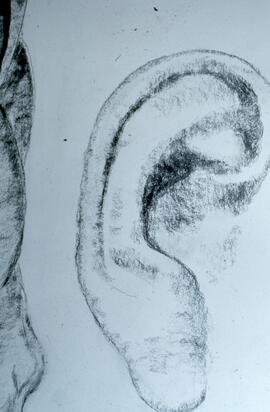Oreille
