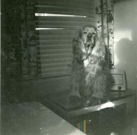 Zita le chien sur une table