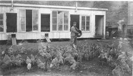 Léon Beaudry soignant les poules