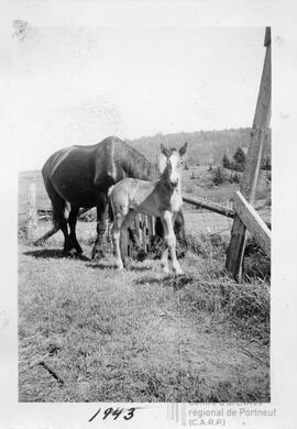 Famille à la ferme
