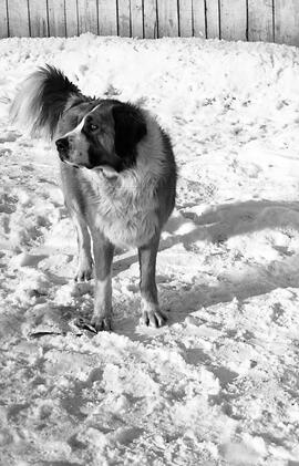Chien dans la neige
