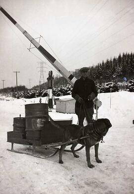 Homme inconnu avec un chien en attelage