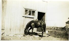 Cheval de Fortunat Vohl devant l’étable