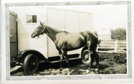 Cheval appartenant à Fortunat Vohl