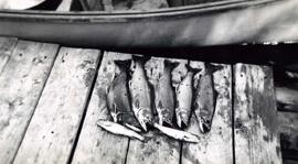 Au club Tourilli avec Alex Germain Joseph Cantin Édouard Piché et Louis Germain