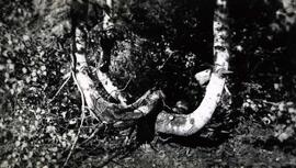 Au club Tourilli avec Alex Germain Joseph Cantin Édouard Piché et Louis Germain