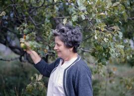Madame cueillant des pommes