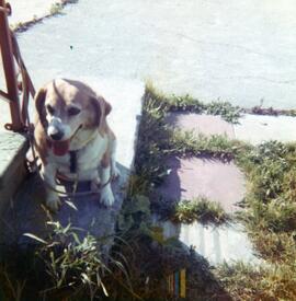Photo d’un chien en laisse