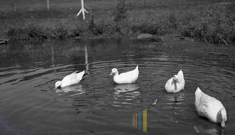 Original Document numérique not accessible