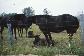 Chevaux