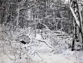 Dans la montagne chez Lionel avec M Lirette et Odilon Vézina