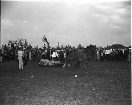 Tir de chevaux